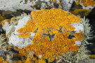 Lichen 8