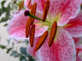 Lily Stamen 3