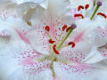 Lily Stamens