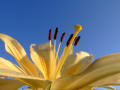 Lily 5 (Yellow against blue sky)