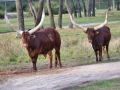 Long Horned Cows