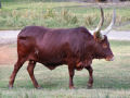 Long Horned Cow