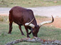 Long Horned Cow 2