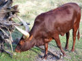 Long Horned Cow 3