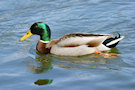 Mallard Duck