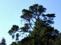 Tree At Mount Stewart Gardens