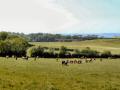 View Of Strangford Lough From Mountain Road, Ards Peninsula (Painted Effect Created In Paint Shop Pro) - Ireland