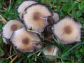 Mushrooms 7