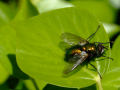 Orange / Copper / Green colored fly / insect on an ivy leaf