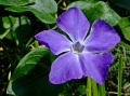 Periwinkle Flower