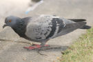 Pigeon 2