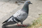 Pigeon 3