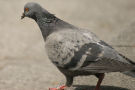 Pigeon 4