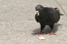 Pigeon 5