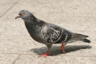 Pigeon 6