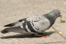 Pigeon 7