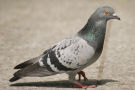 Pigeon 9