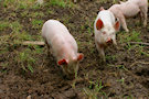 Piglets 4