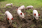 Piglets 5