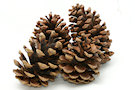 Pine Cones 2