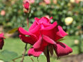 Pink Rose 2