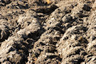 Ploughed Field 4