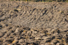 Ploughed Field 5