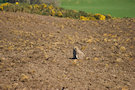 Ploughed Field 6