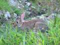 Wild Rabbit 2