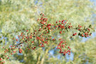 Red Berries