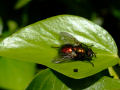 Orange / Copper / Green colored fly / insect on an ivy leaf