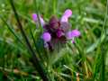 Red Dead Nettle (Lamium purpureum)