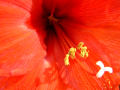 Red Lily (Close Up)