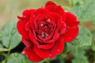 Red Rose With Water Droplets