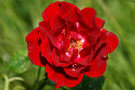 Red Rose 2 - taken with Sigma 70-300 APO DG lens