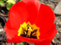 Red Tulip