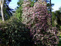 Rhododendron 10