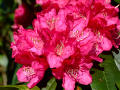 Rhododendron 11