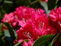 Rhododendron 12