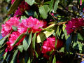 Rhododendron 14