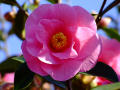 Pink Rhododendron Flower 2