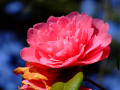 Pink Rhododendron Flower 3