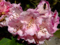 Purple/Pink/White Rhododendron With Bee In Background