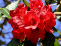 Rhododendron 5