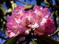 Rhododendron 7