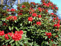 Rhododendron 8