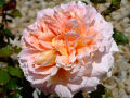 Peachy Rose 2 (Abraham Darby)