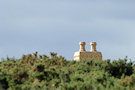 A Lonely Rural Chimney