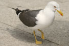 Seagull 2