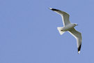 Seagull 5